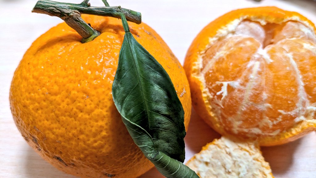 今年も実家にみかんがなりました🍊 大きいからどうかな？と思ったけど
