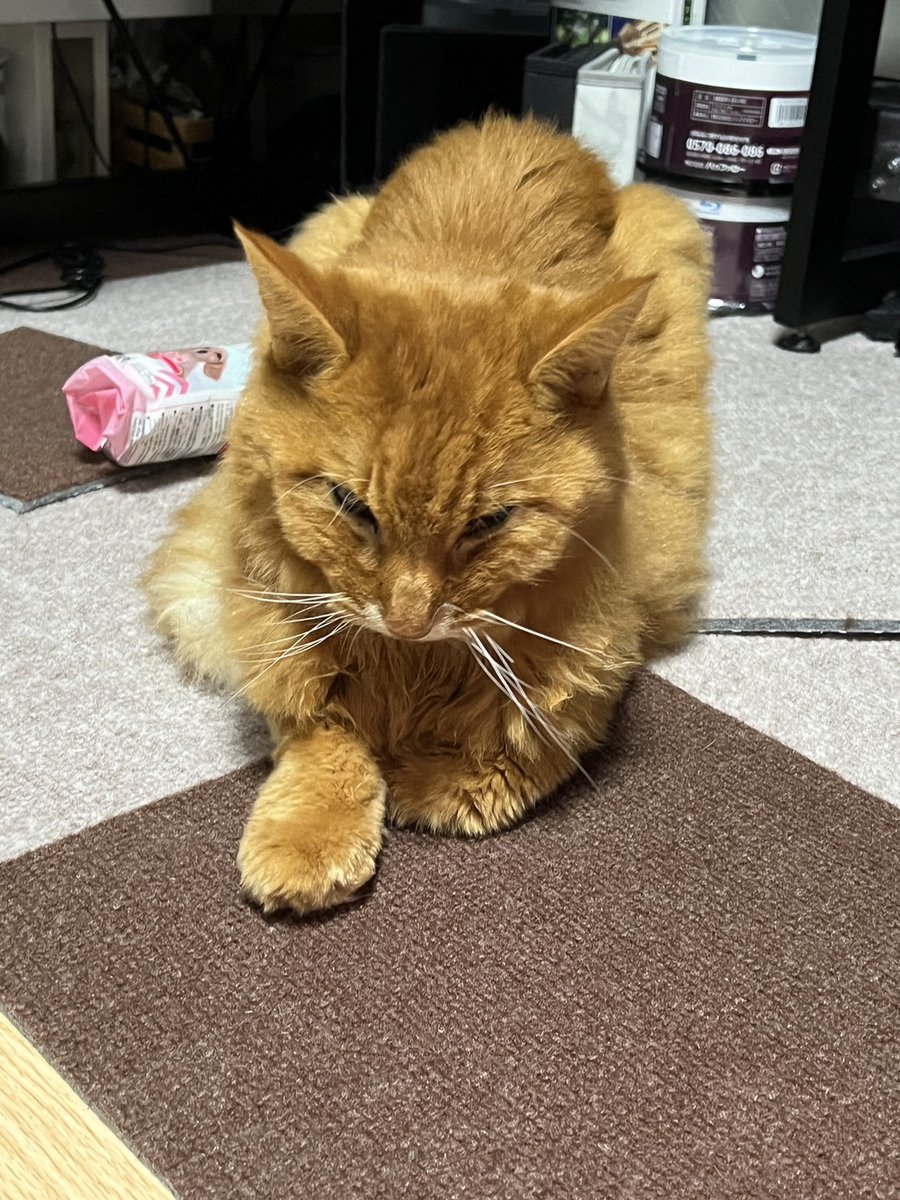kuuta_6's tweet photo. くうた
全く食べれなくなって
しまいました。
どんどん骨と皮だけになっててほんとに辛い https://t.co/kEh6HseGA7