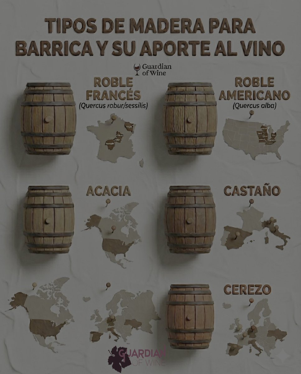 GuardianofWine's tweet photo. La barrica no es solo un envase, es un ingrediente activo para el #vino. 🧪✨ 

Muchos piensan solo en "roble", pero la botánica detrás de la crianza es mucho más amplia. https://t.co/jlL6P66sSI