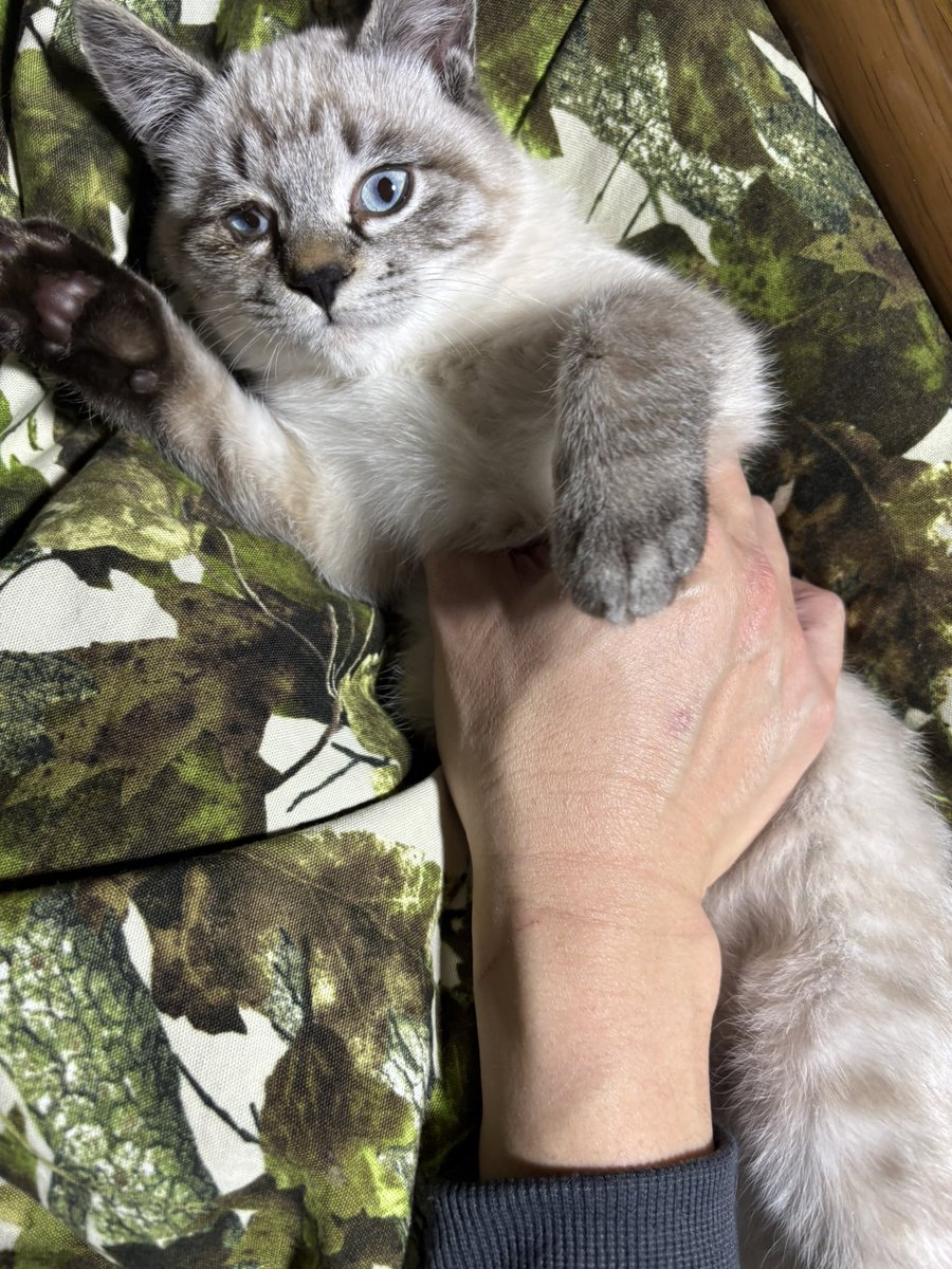 天羽時貞様　オーダー受付 Post by 天羽時貞 on X: うるさい😩😺