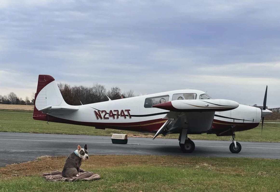 MitzelMarilyn's tweet photo. "Waiting for my Pilots N Paws Freedom Flight to my fur-ever family. I'll be home for the holidays...arf arf."🎄#WhyWeFly #ReasonToFly #pilotsnpaws #freedomflight #animals #animallover #animalrescue #homefortheholidays #petmate https://t.co/B85cjGXSUO
