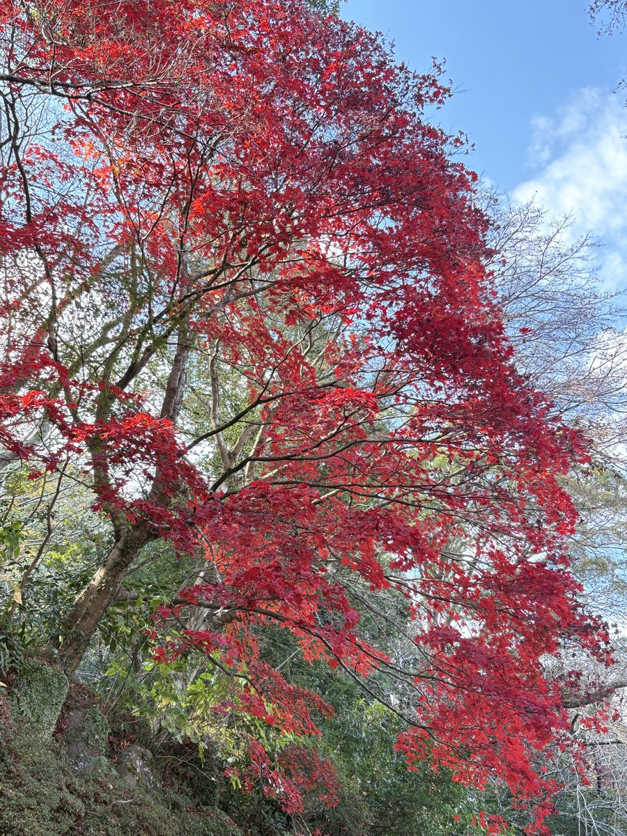 amesiro_46crazy's tweet photo. 旅行先でたまたま見た紅葉がめっちゃきれいだった！ https://t.co/Jx9Pxhg0GU