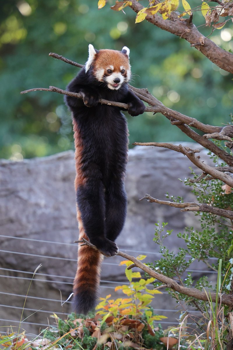 レッサーパンダ…