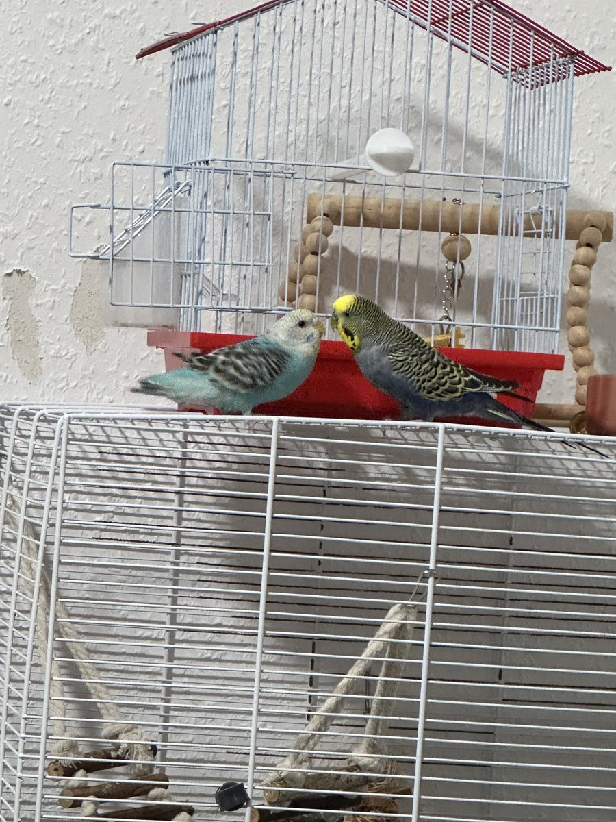 Tatlidur, tatlidur, çok tatlidur.

Cici kuştur, mavi kuştur, cici kuştur, mavi kuştur, mavi kuştur.