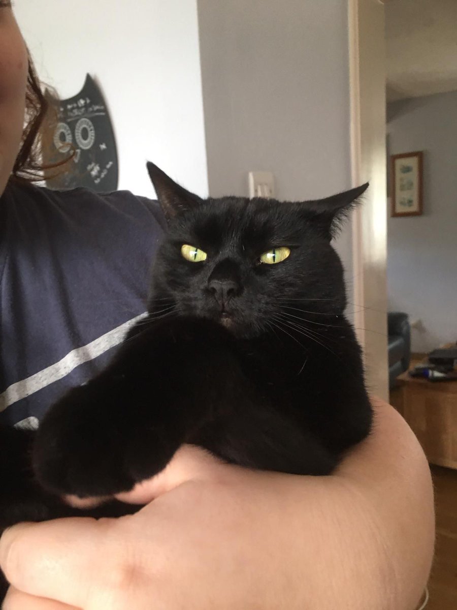 tomis2's tweet image. Good bye you snaggletoothed street urchin. You were discarded like a broken toy and when we adopted you , you brought a little bit  mischief in our home. Heartbroken 💔.