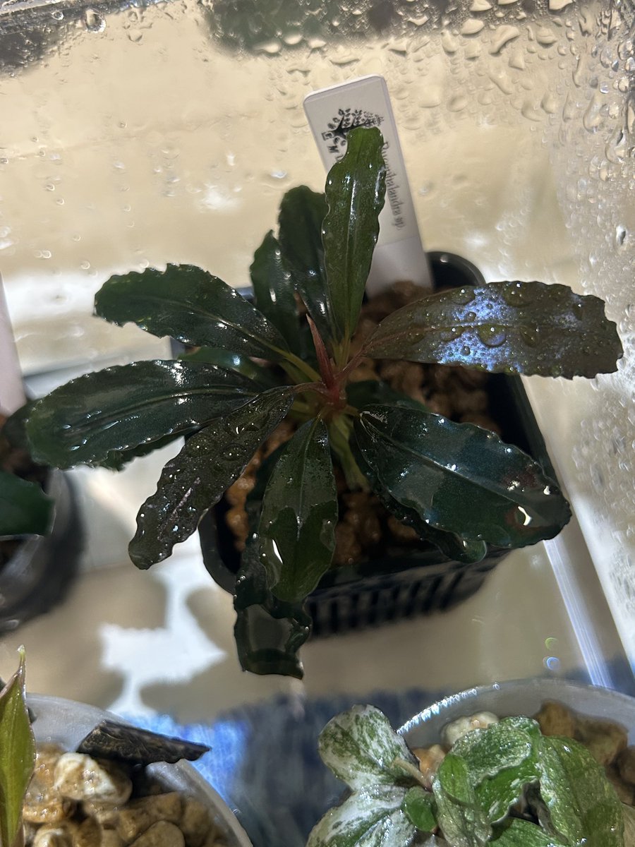 草好きの人 (@sT2ZUxShco15744) / Posts / X