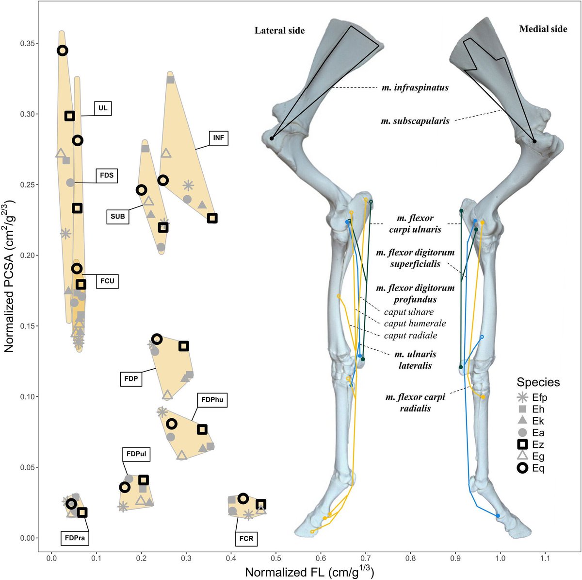 The Anatomical Record tweet media