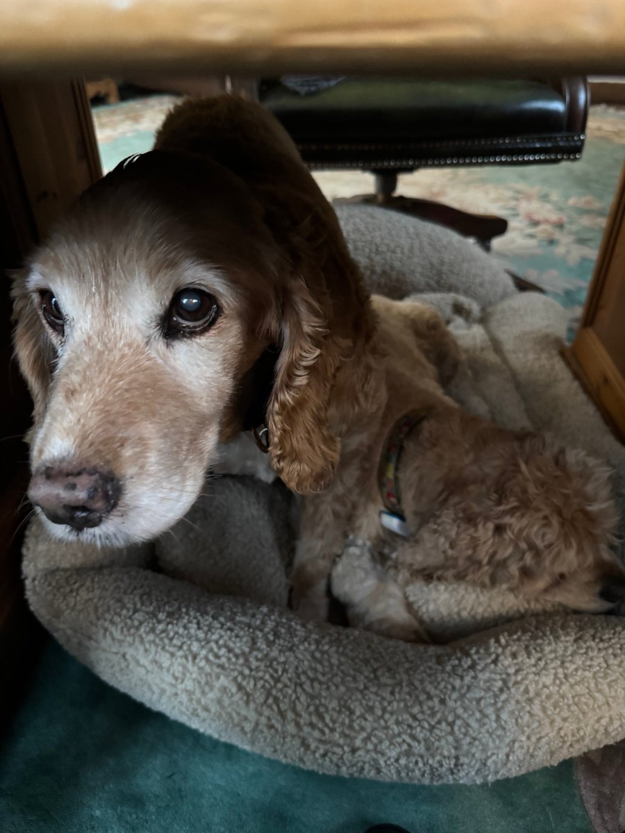 SpanielsSuper's tweet photo. Mum, Isky has got all of the desk bed……. #Help #NoRoomForMe https://t.co/mFclqXR0fR