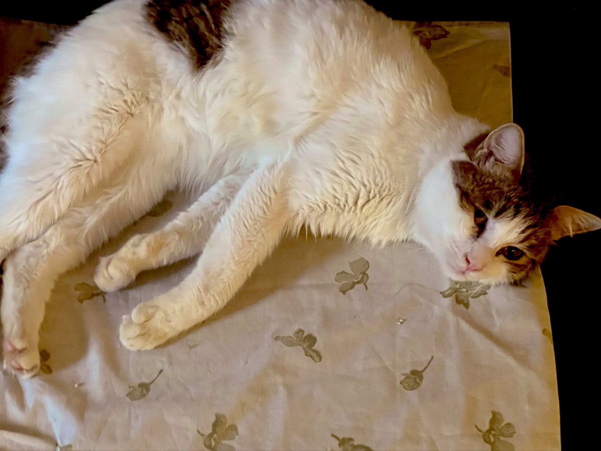 آبان 🤍 #واگذاری گربه‌ی نابینا به تهران، اروپا و کانادا. #ریتوییت لطفا