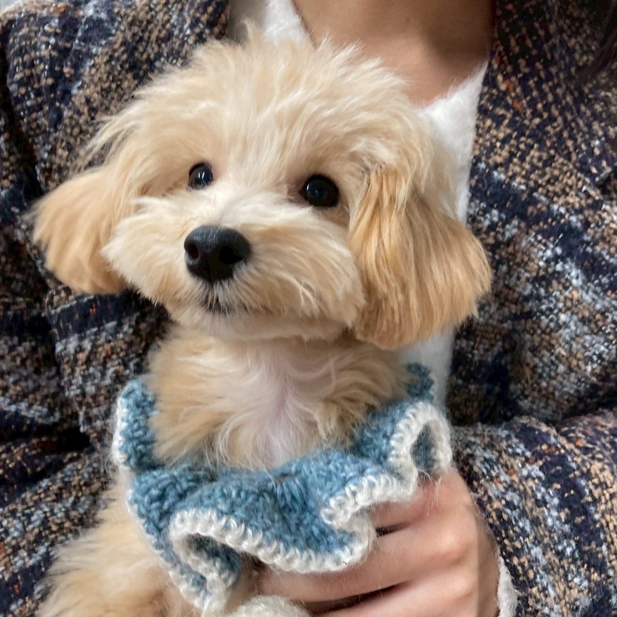 ご来店わんちゃんのお写真です🐾