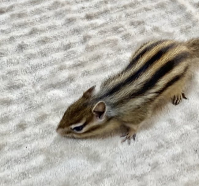 しまりすページ しましま (@iANMeoL8C58Ivf5) / Posts / X