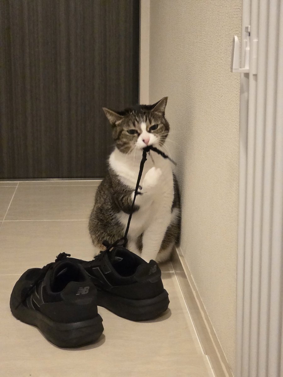 おやつを貰えない腹いせです。