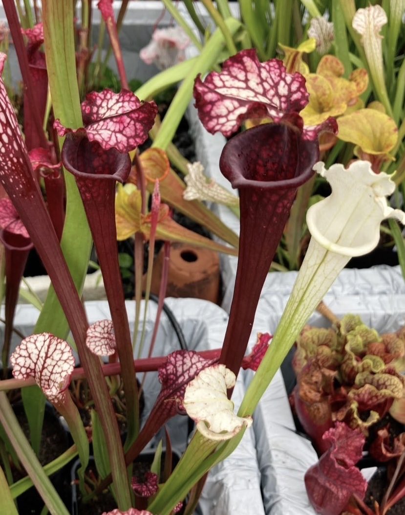 もっちもちKF (@xoefHVVPzYxWUO6) / Posts / X