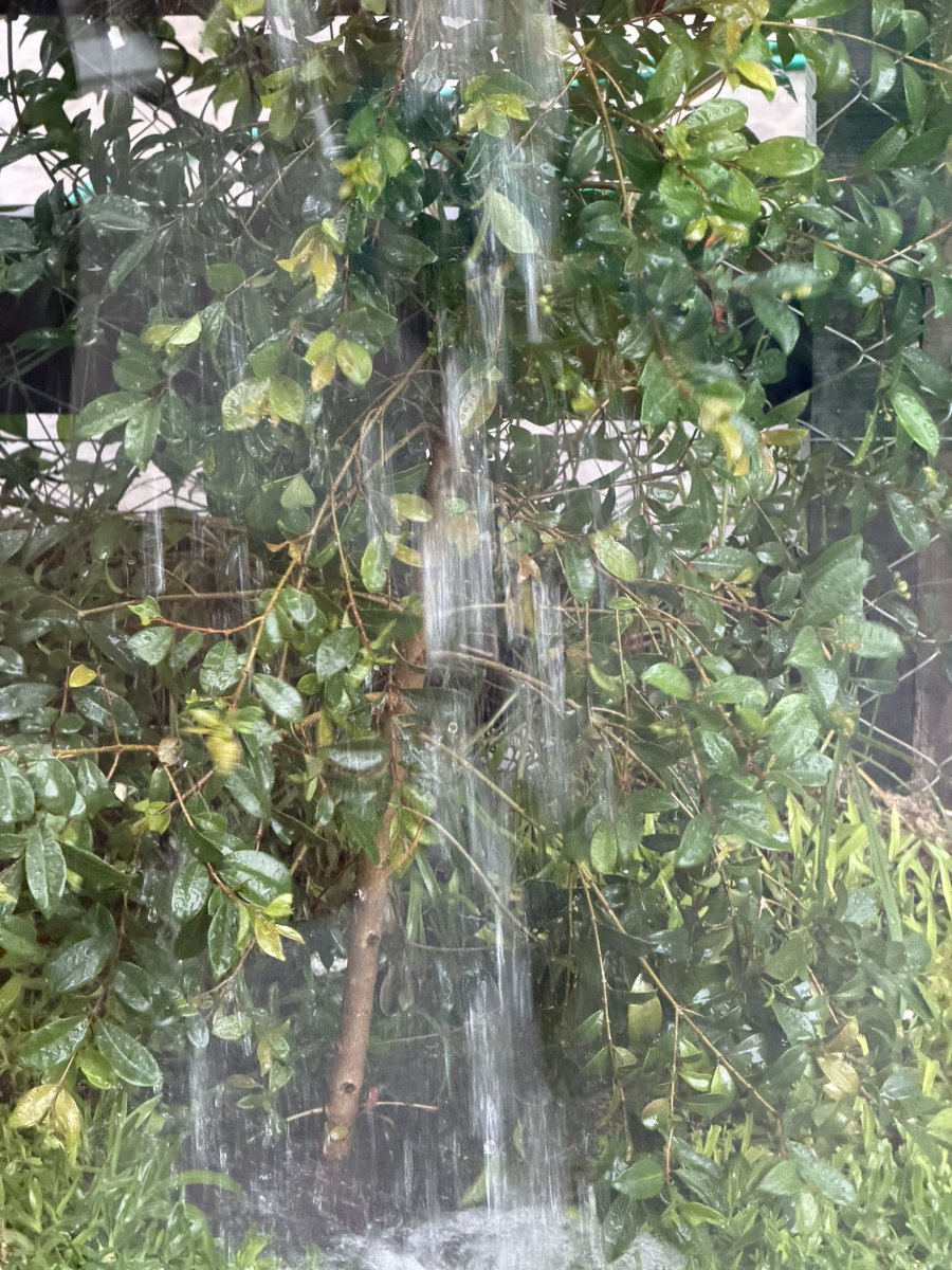 No se confundan, no es lluvia son los bosteros q están llorando xq se cumplen 7 años 
9/12/2018-♾️
Va a llorar como hoy x toda la eternidad