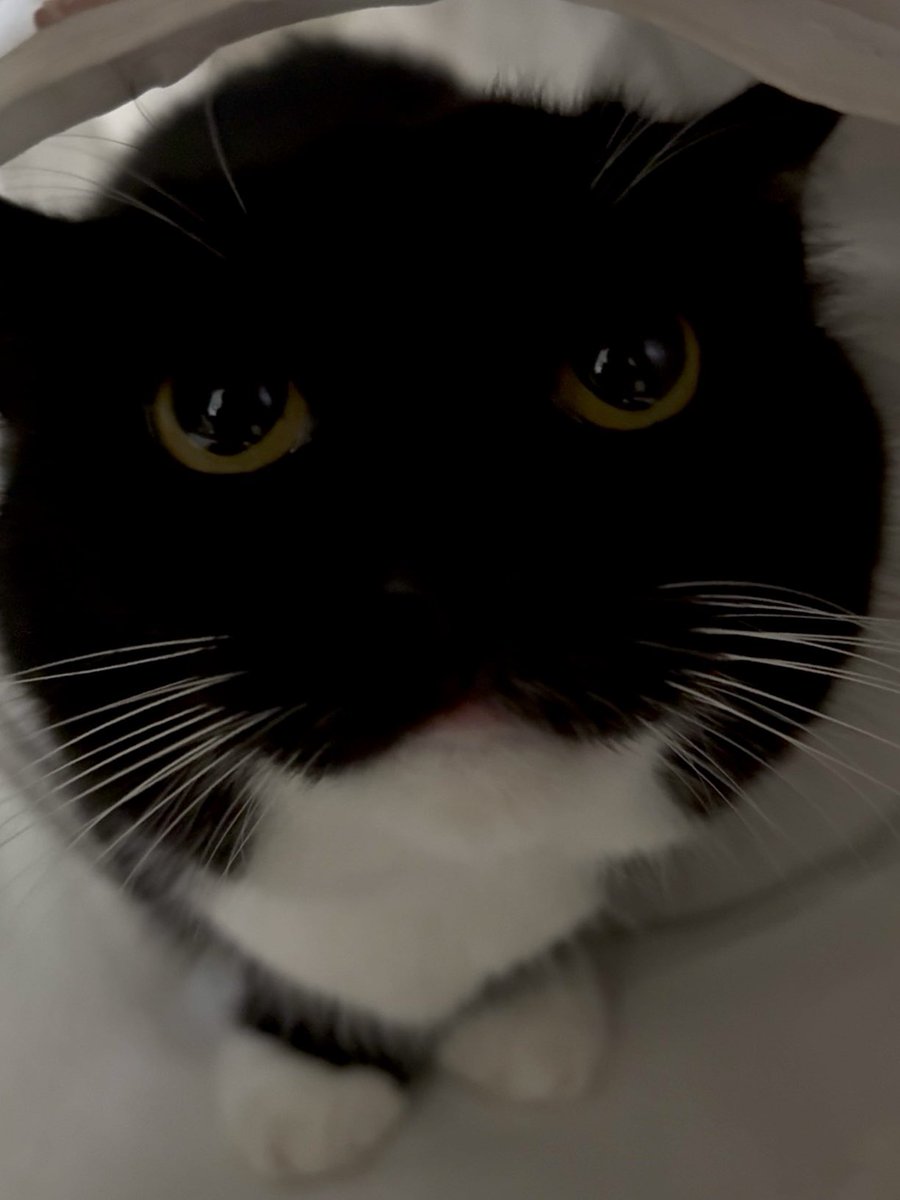 Sniff sniff sniff…