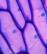 Els alumnes de GES de l’àmbit científic han treballat diferents aspectes relacionats amb la vida. En un d’ells han comprovat si podien veure les unitats bàsica de la vida, les cèl·lules. Es pot veure com estan investigant amb el microscopi les cèl·lules de l’epidermis de la ceba.