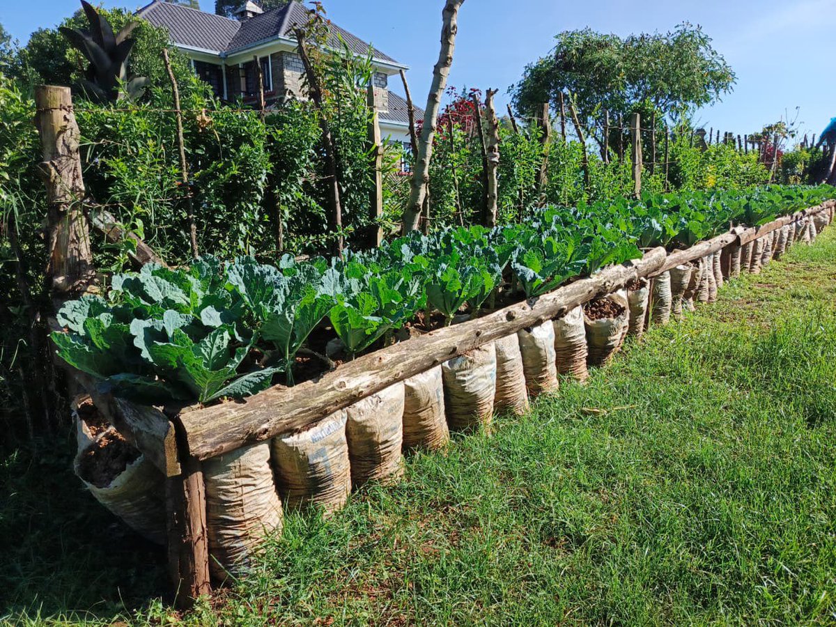 Kibet_bull's tweet photo. Utilizing space and making the compound beautiful at the same time. https://t.co/6WI9gPw06v
