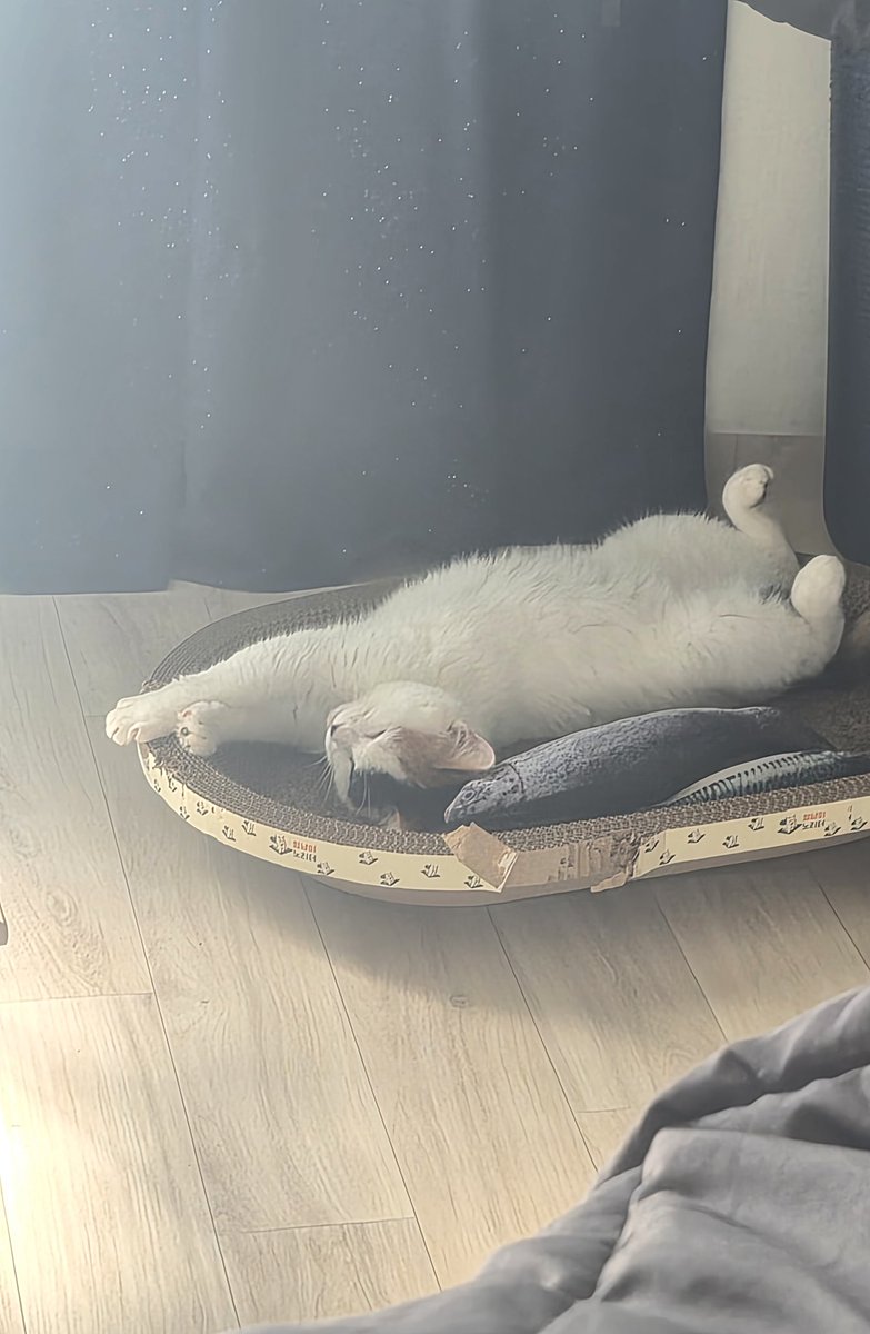 おうちの新しい家族