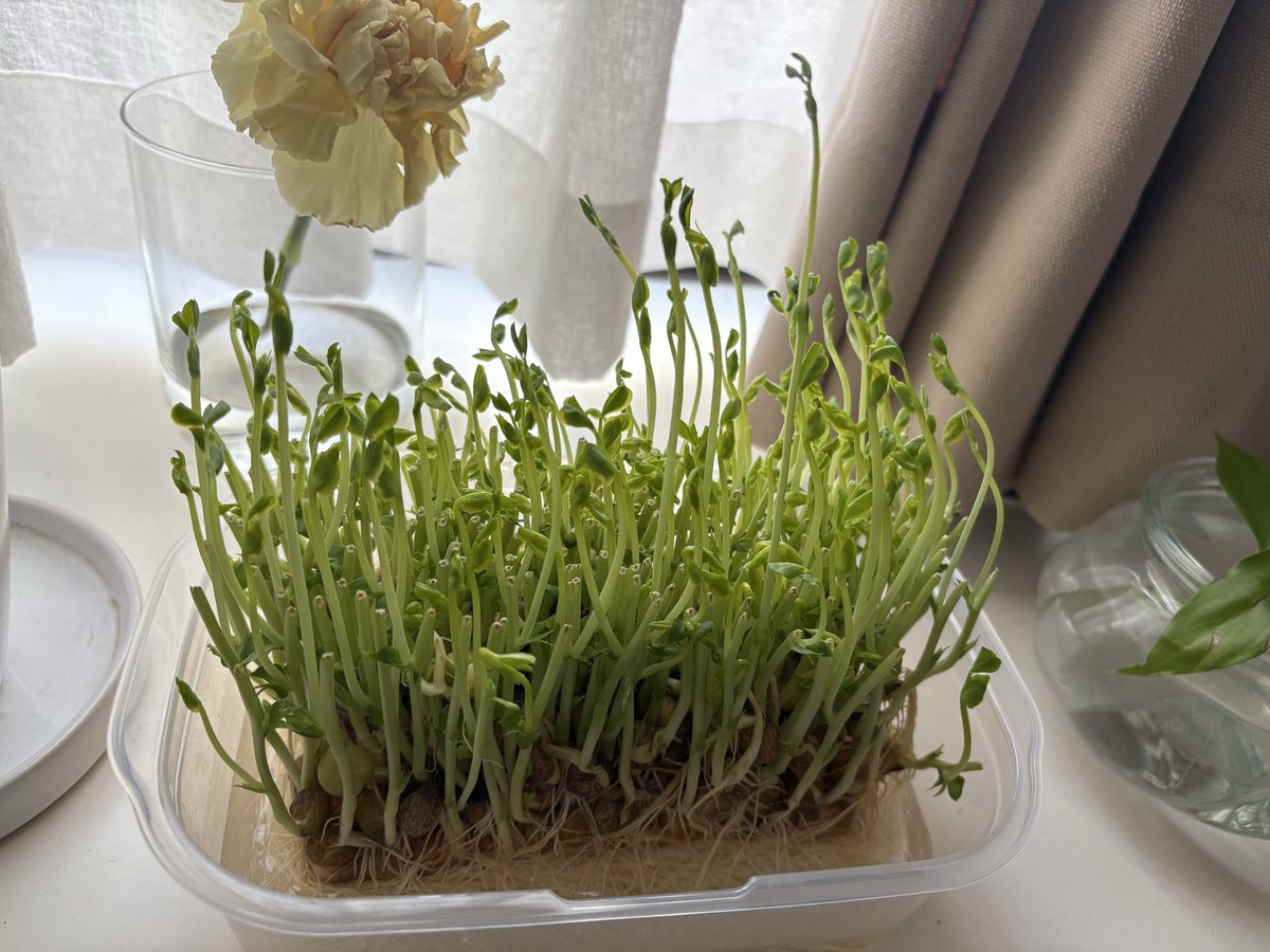 豆苗、1週間経たずにとっても成長してて元気もらえる🌱あと数日かな？？