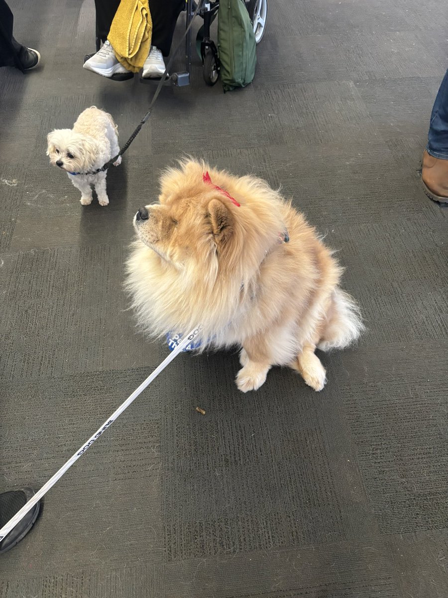 The therapy dogs are all dressed up for Christmas!