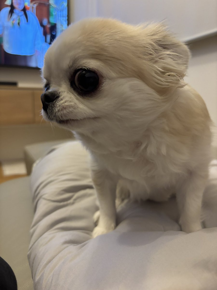 チワワ、うめ様ご確認用 チワワ 】生後2ヶ月体重540g！王道ブラックタンの甘え上手な女の子