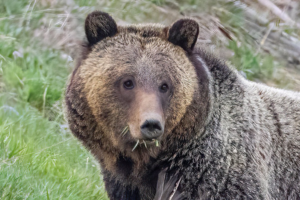 Patrick Barron 🐻〽️ tweet media