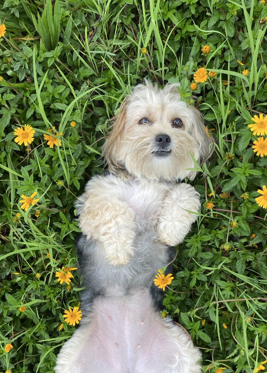 🌼✨