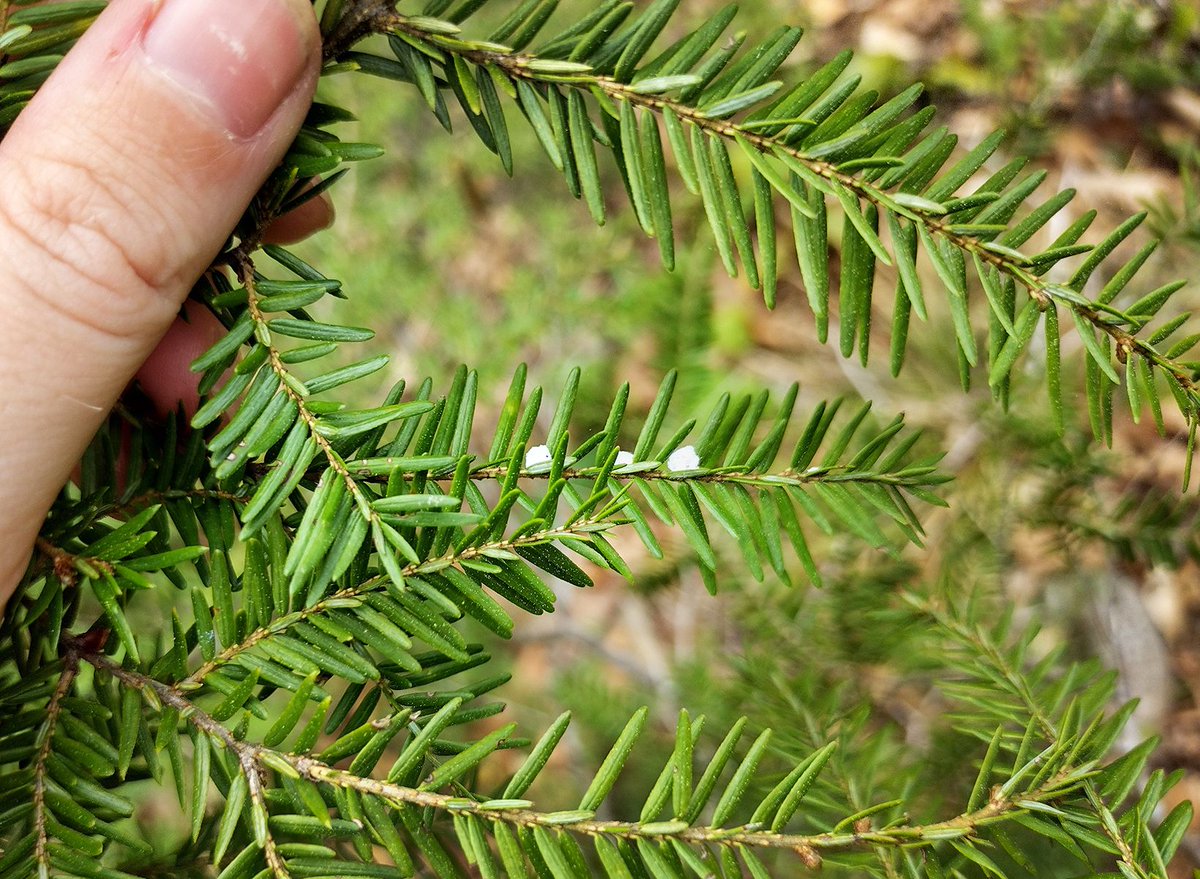 OrianneSociety's tweet image. Curious how #hemlock conservation, invasive pests, and #amphibian health are all connected? 

Hadley Copeland, one of our 2024 Grant Program recipients, has been investigating how imidacloprid, an insecticide used to protect hemlocks, may affect the physiology and behavior of...