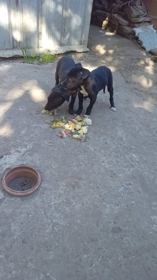EU4GalgoProject's tweet photo. They have no voice.
We refuse to stay silent.
For every galgo and podenco still suffering.
For every dog who was abandoned.
For every rescue yet to come.

🐾 Why do you follow this fight?
❤️ RT to keep their voices loud https://t.co/t8V3ifRCRS