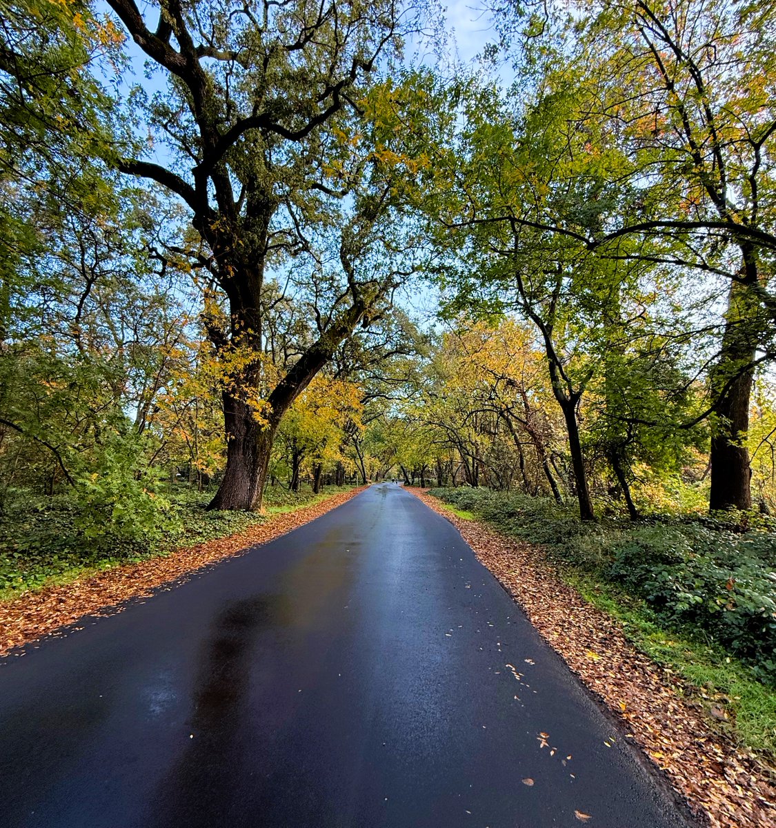 You may be distracted by the beautiful fall colors framing this newly paved park road in Northern California, but a hidden gem lies beneath the surface. Cement treatment of the base with full-depth reclamation (FDR) will allow a smooth ride while leaf-gazing for years to come!