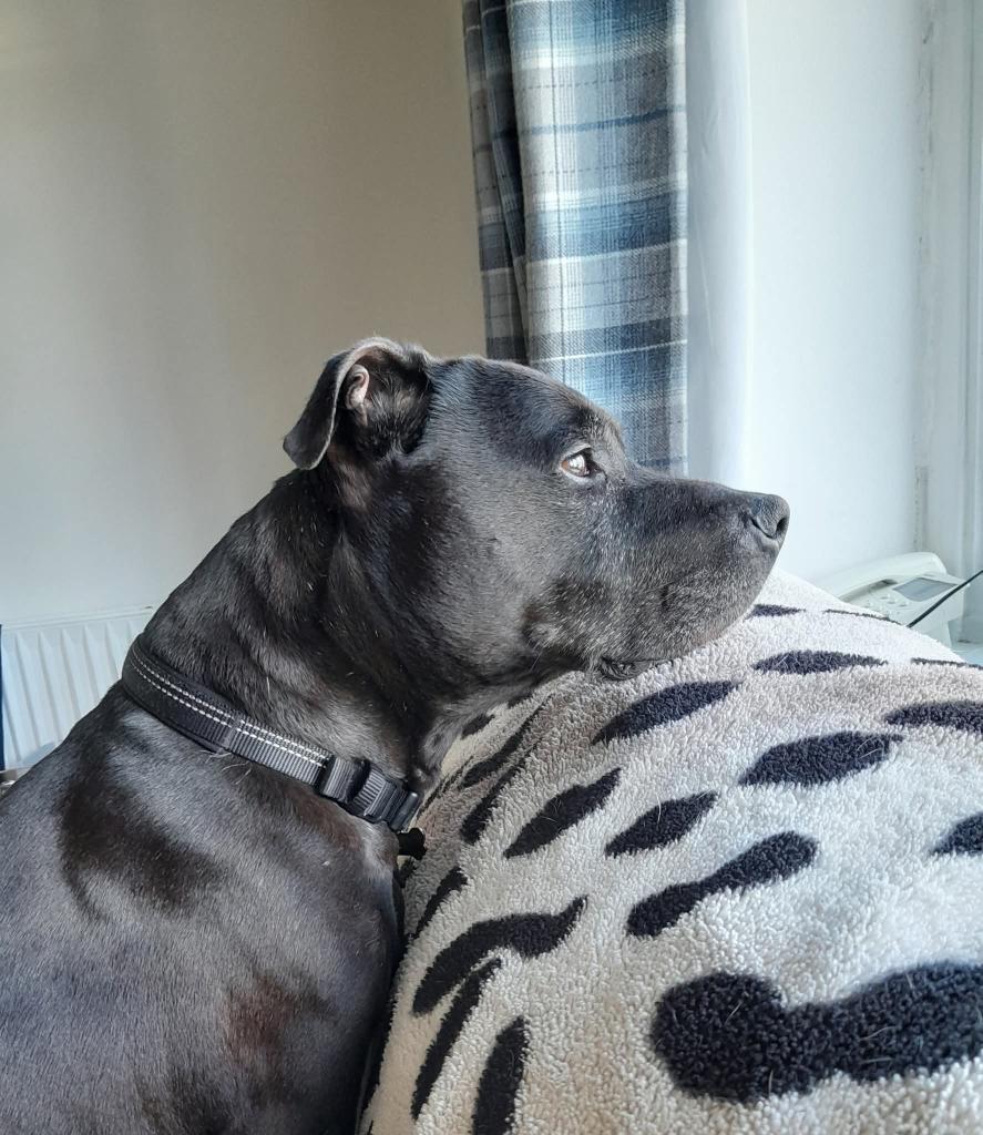 Bronson ere!
I'm busy looking out of the window in case I catch a glimpse of Santa Paws.
While I'm waiting, I just wanted to pop by to tell you that SSC have a stall this Sunday 14th December at Stone Christmas Market (Postcode ST15). Lots of lovely goodies to purchase Pop by? ❤️