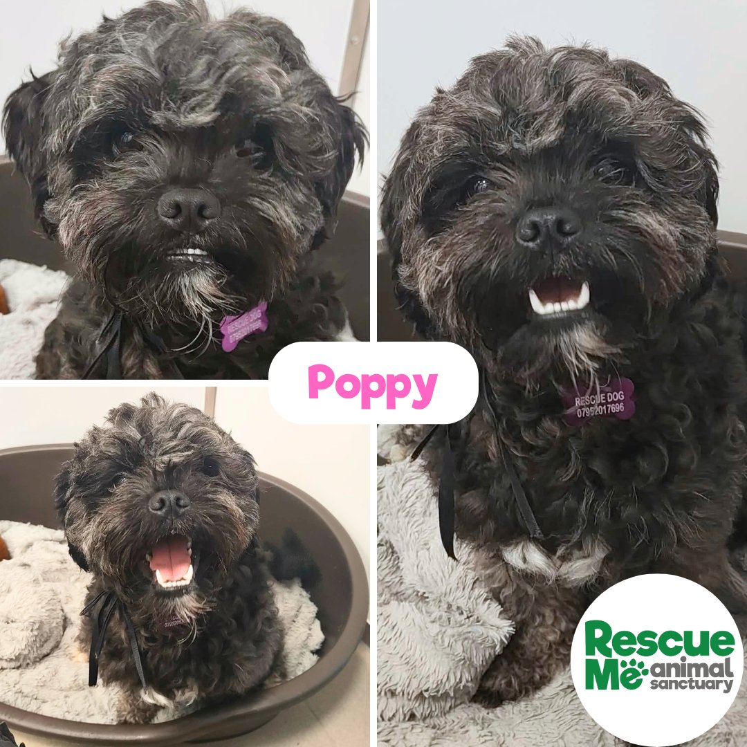 Little Miss Poppy is looking for her 5* home 🩷 She has her bags packed &amp; ready to leave. She would be best as the only pet in the home, she's VERY active &amp; lively 🔗 rescueme.org.uk/adoptadog 
#Liverpool #AdoptDontShop #RescueDog #AdoptMe