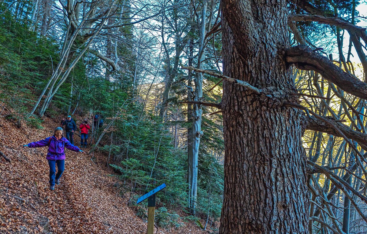 03/12 2025 FAGEDA DE GRESOLET (Berguedà)
Excursió amb CE Pica d'Estats

Preciosa i fotogènica caminada per la vall de Gresolet en el decurs de la qual podrem gaudir de l’esclat dels colors de la tardor. 

#cepicadestats #sortidaendimecres