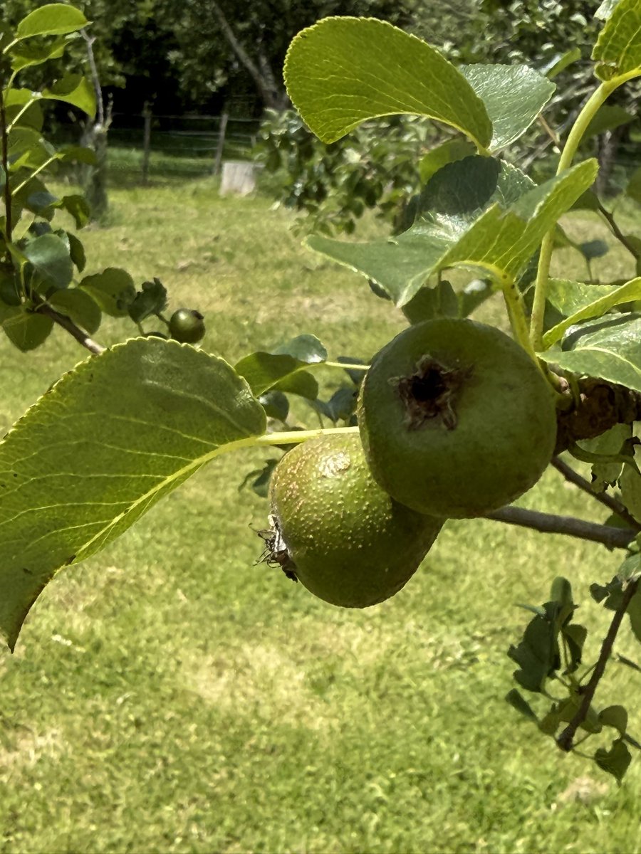 Trevor_FJ's tweet image. This little beauty of a perry pear we call Carterton as it was found on a farm in Carterton district. Probably a wilding of good age maybe 100 years old. I took scion wood a few years ago and grafted on. The juice is tannic, a high sugar content &amp;amp; great flavours. #perry #pears