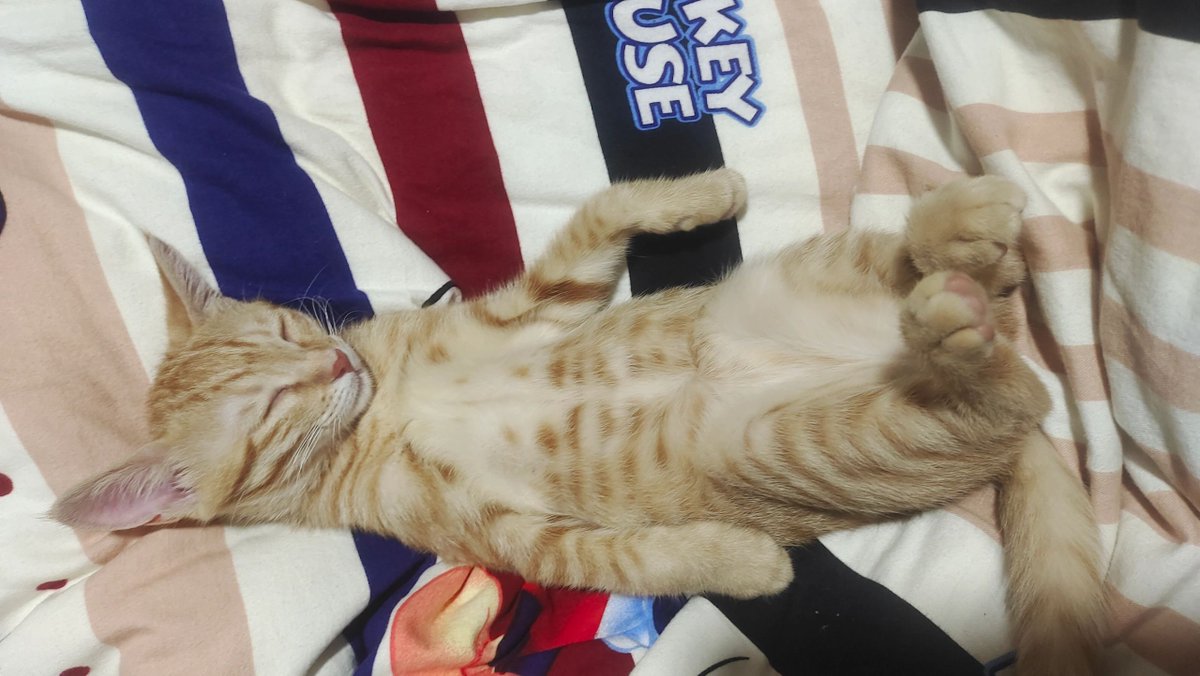 EnesUuz11's tweet photo. 楼下张阿姨家的橘猫又蹲在单元门口蹭人啦！刚买的菜分了小青菜给邻居李叔，转头就收到阿姨塞的热乎红薯——老小区的暖，藏在这些细碎里～ https://t.co/xRQZCOxMKr