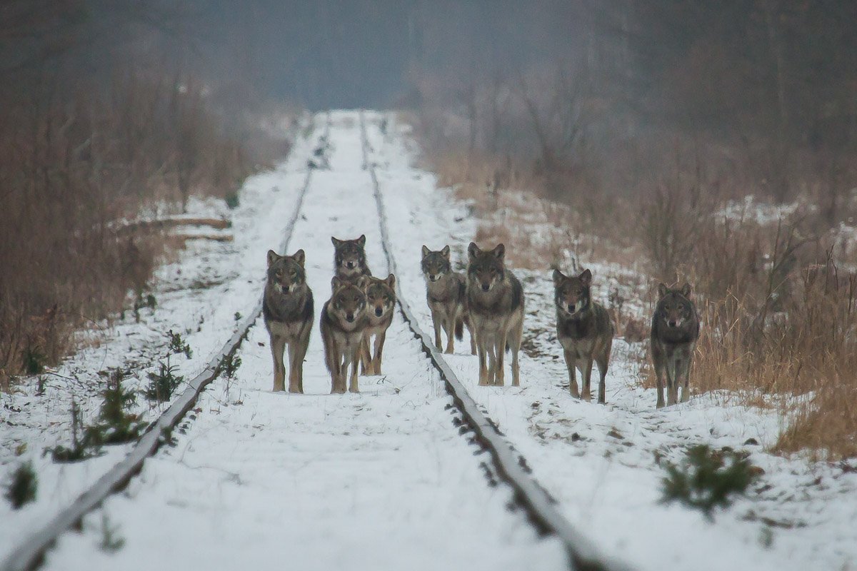 Frogmouth (@yumcarton) on Twitter photo 