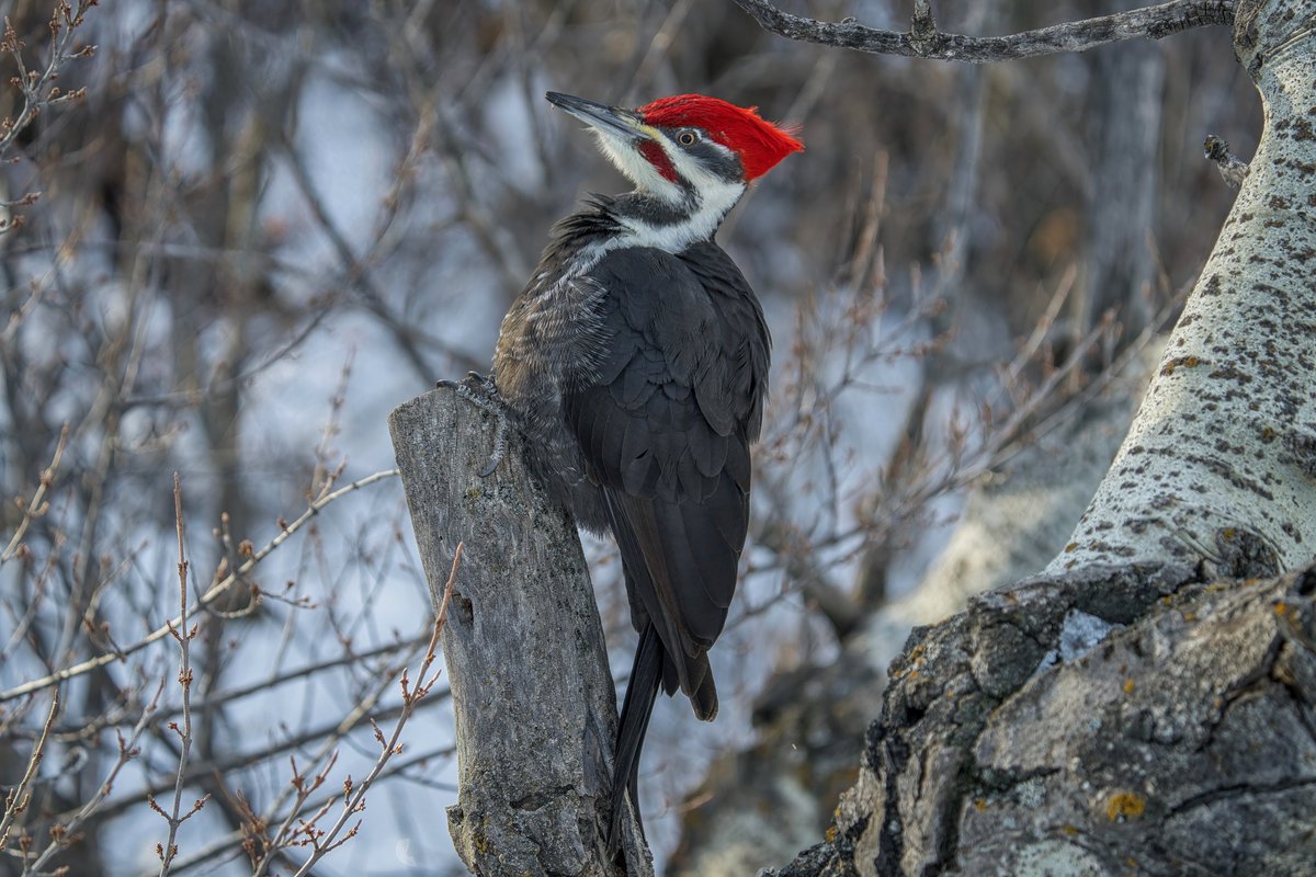 Nature Alberta tweet media