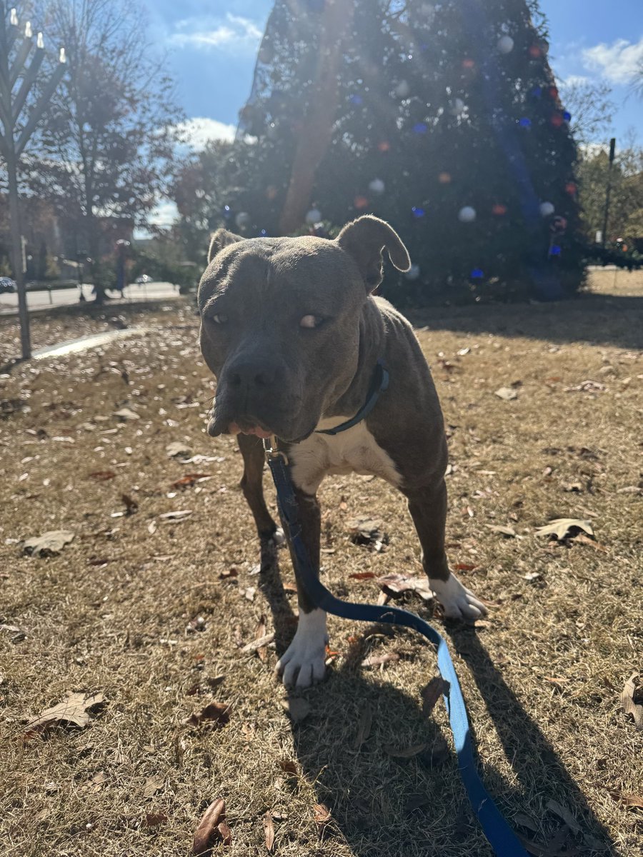 erastourticketz's tweet photo. Meet Frank! He needs a home for Christmas! If you need a sweet, adorable tripod in your life, message me for more information! I’ll work with our shelter in Auburn, AL to get him to you. https://t.co/C8jm2oHkCR