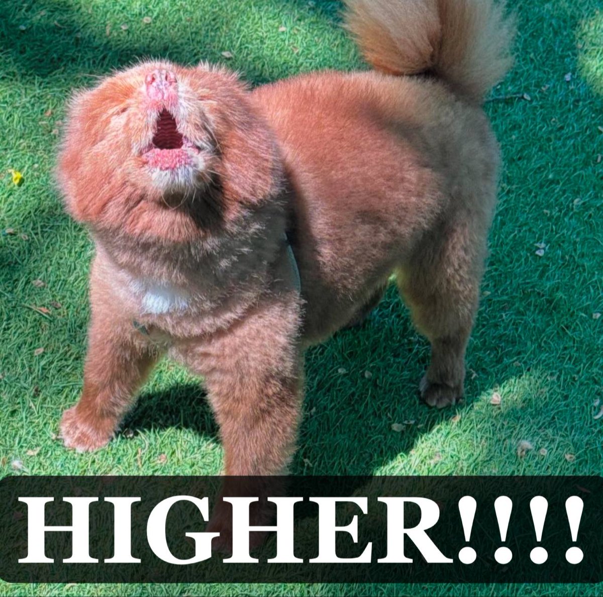 Preparing for something like this on $BERT. BTC, ETH and SOL pumping, trenches should heat up soon.