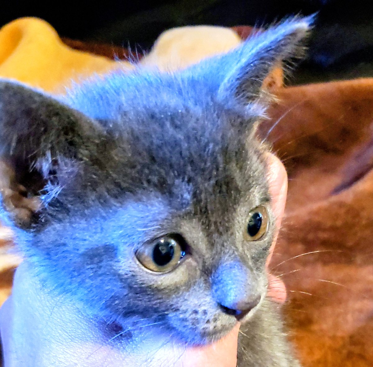 relbasells's tweet photo. 🐾 **Russian Blue Kitten for Sale** .📍 Location: Brooklyn New York💰 
📞 Contact: Ray (347) 651-1677
 Only serious inquiries.
Please give this little angel a warm, caring home! 💙🐱 https://t.co/itud7tYcXj