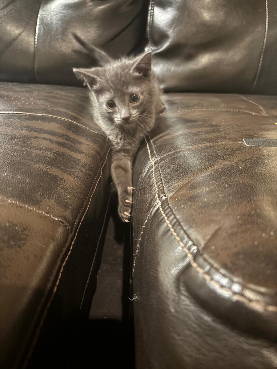 relbasells's tweet photo. 🐾 **Russian Blue Kitten for Sale** .📍 Location: Brooklyn New York💰 
📞 Contact: Ray (347) 651-1677
 Only serious inquiries.
Please give this little angel a warm, caring home! 💙🐱 https://t.co/itud7tYcXj