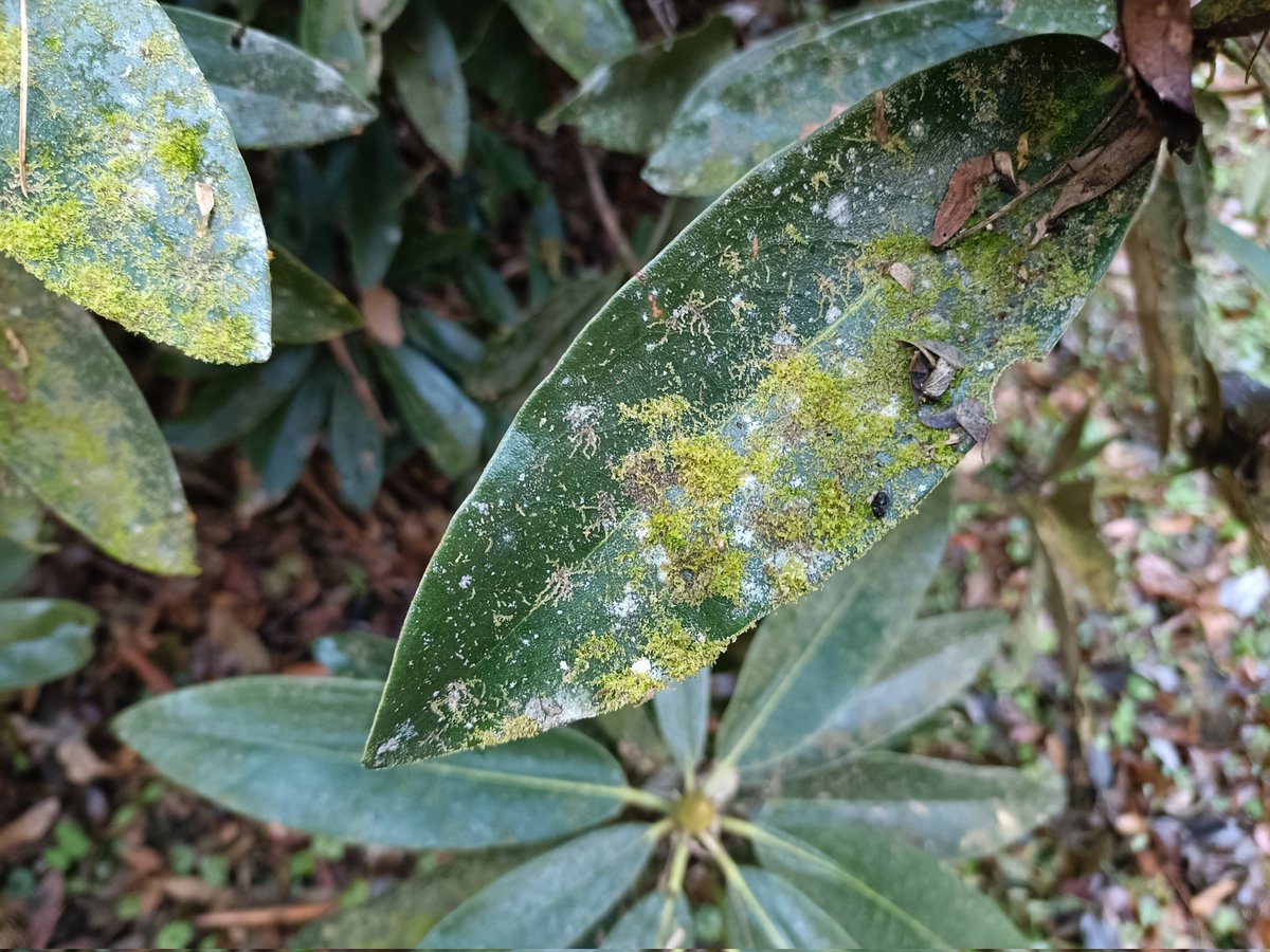 カビゴケがシャクナゲ類の葉に着生していました。触れるとツーンとした匂いが漂います。
2025.12.7 @愛媛県
