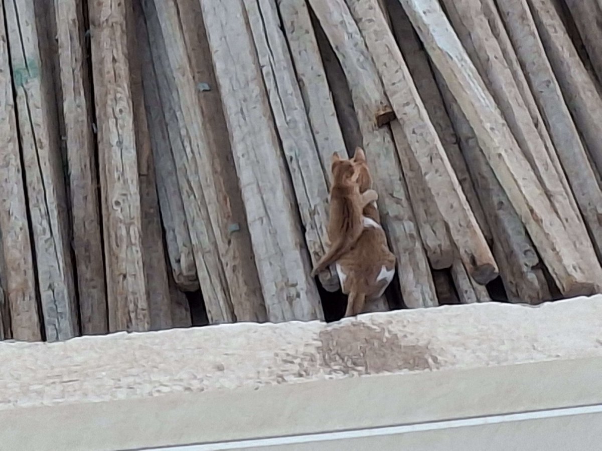 UnitOrange's tweet image. Deep within the gray you can find comfort in the Orange.