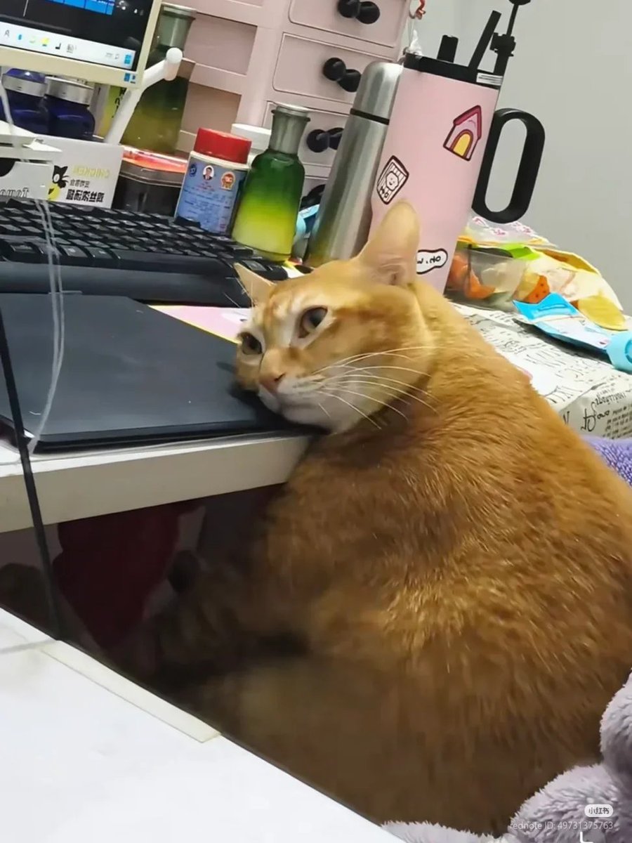nocontextscats's tweet photo. overthinking https://t.co/MnePfq0pka