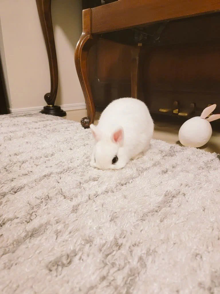 Why you should have a rabbit (@shouldhaverabit) on Twitter photo 