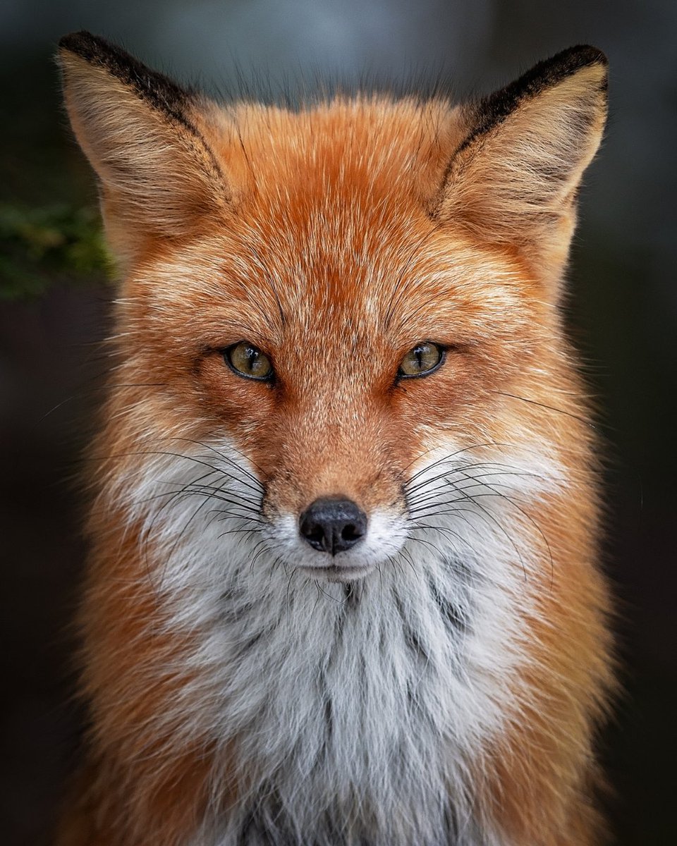 The Audio Agency tweet media