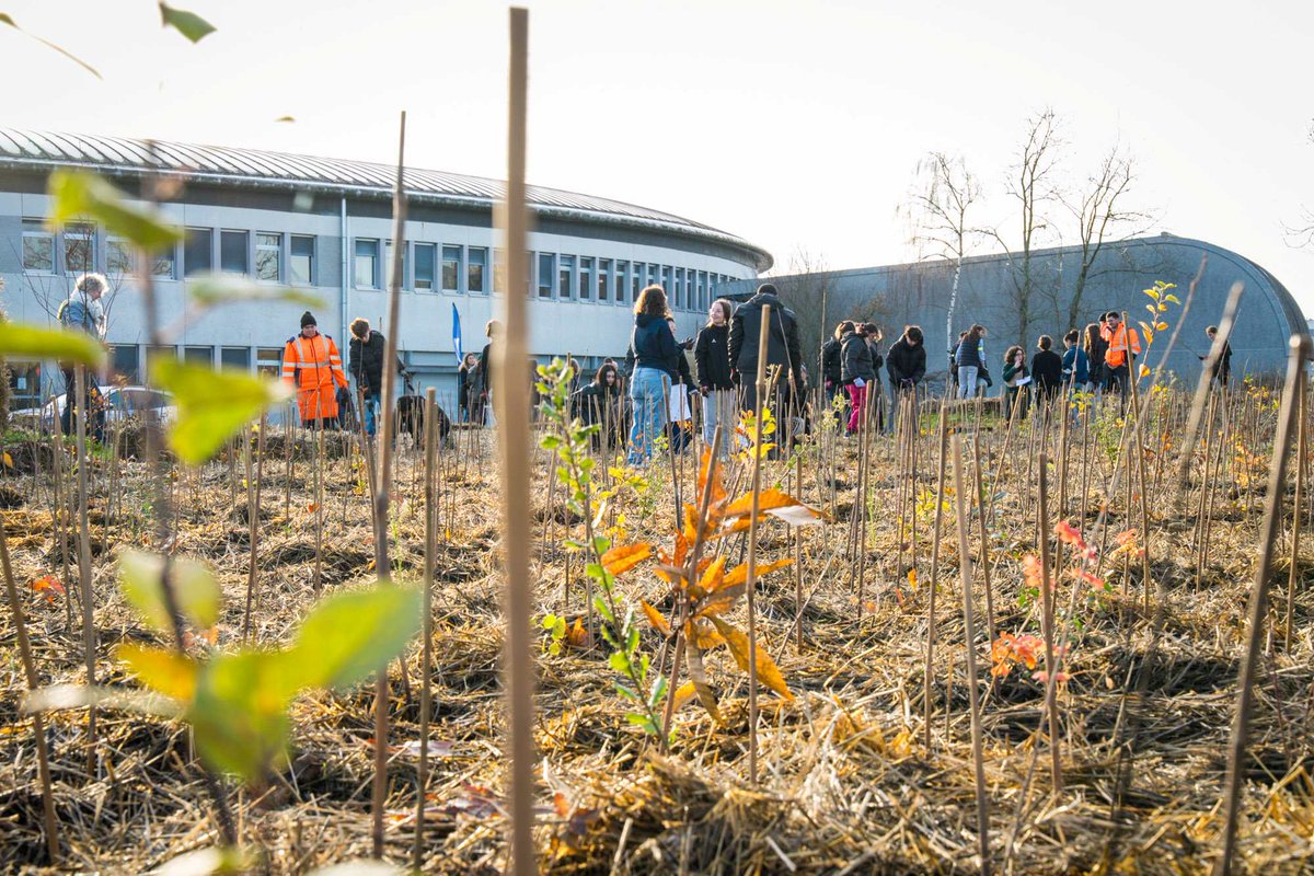 🌱 La Région des Pays de la Loire poursuit la végétalisation des lycées publics
Les 8 et 9 décembre, une mini-forêt de 1 800 arbres natifs a été plantée au lycée André Malraux à Allonnes, en présence d’<a href="/AndreMARTIN126/">André MARTIN</a>  Martin, vice-président Lycée et Formation initiale, de