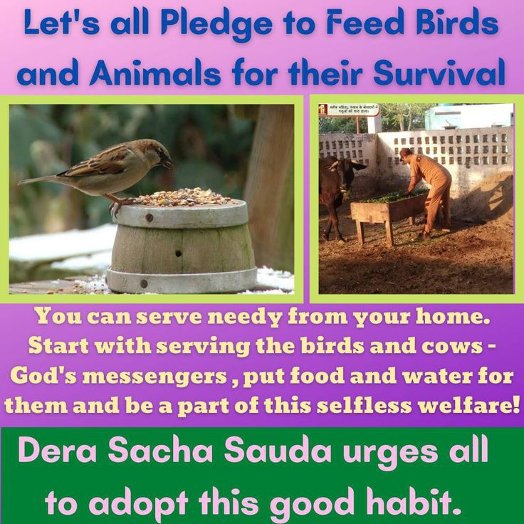 BishanMalik's tweet image. Inspired by #SaintDrMSG, millions of people have fostered a sense of responsibility, compassion, and love for nature.
They help the little birds by providing them food and water.
#Birdnurturing #FeedEveryCreature
#CareForBirds