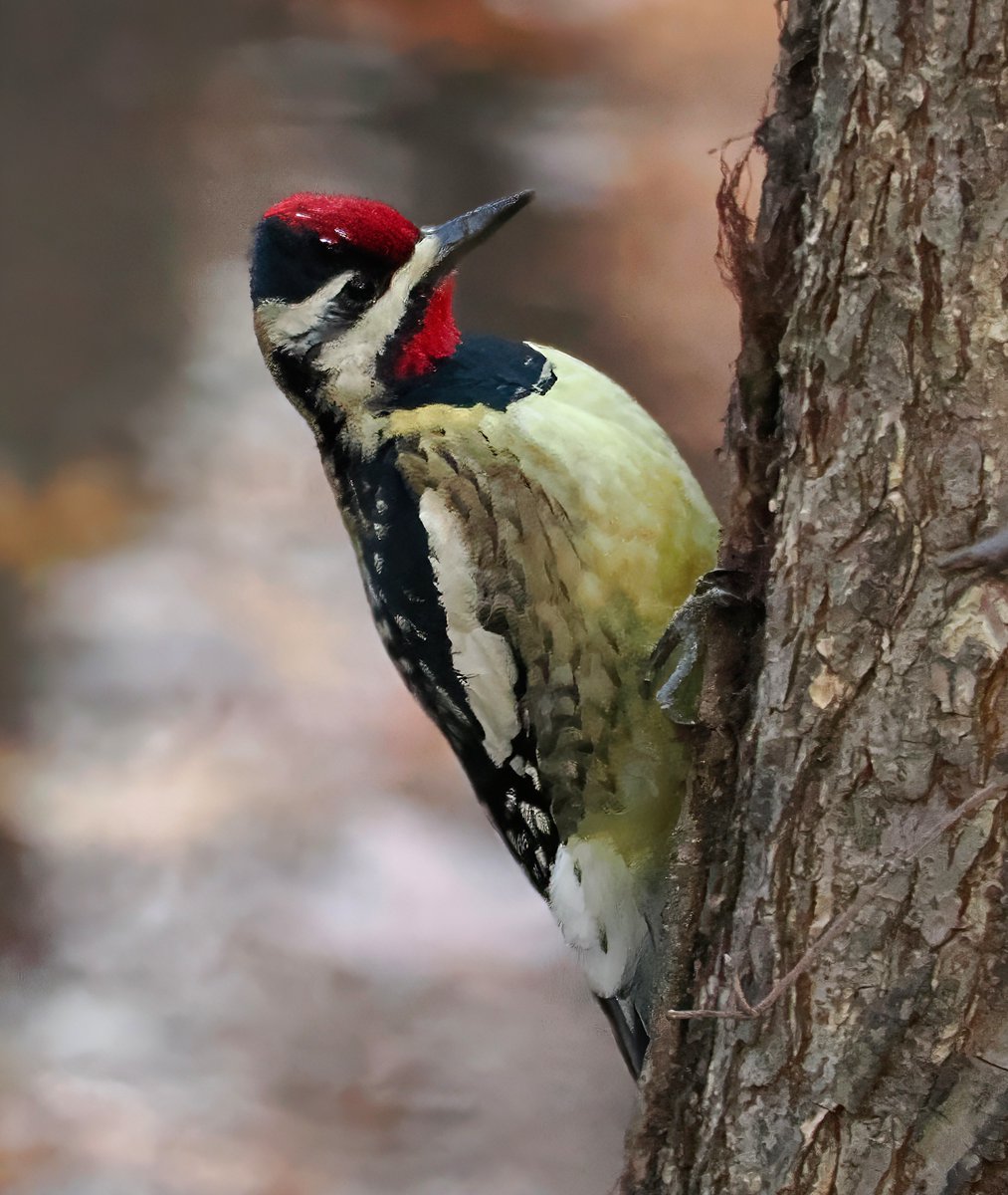 Above96th's tweet photo. When I walked through Central Park's Loch on this frigid morning, I thought I heard a little kitten mewing. It turned out to be this gorgeous Yellow-bellied Sapsucker! I had never heard one before. β€οΈππ€ #Sapsucker #CentralPark #birdcpp https://t.co/zCbRCJco98