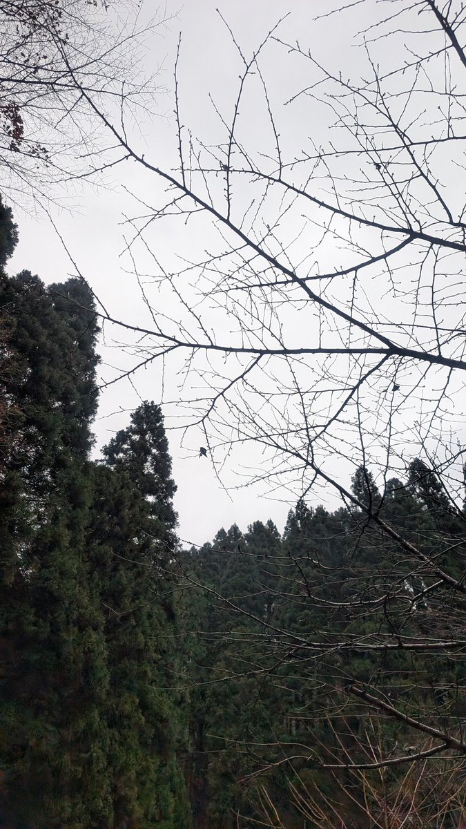 先日、OBの方と現役生で京都北山に採卵に出かけました。メスアカミドリシジミの卵を得たほか、具体的な採卵技術など様々なことを教わりました。今後もOBと現役生の関わりを続けていきたいと思います。